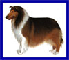 Click here for more detailed Collie breed information and available puppies, studs dogs, clubs and forums